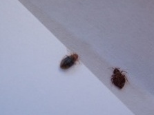 ���x(ch��ng)�F(xi��n)����������η�ġ����ˡ�